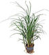 Stoffels Ophiopogon Japonicus Sp