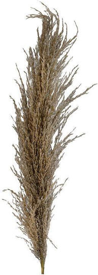 Dried Plant Reed Flower 9cm 24pcs (Various Designs) Fylliana