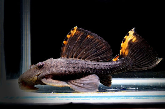 Ζωντανα Ψαρια Ενυδρειου Lf Leporacanthicus Triactis “l91” 8-10 Cm