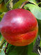 Copac Nectarine Orion