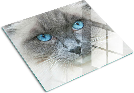 Wandsticker & Wandgemälde Schutzglasplatte für Küchenarbeitsplatte Katze Blaue Augen 60x52 cm