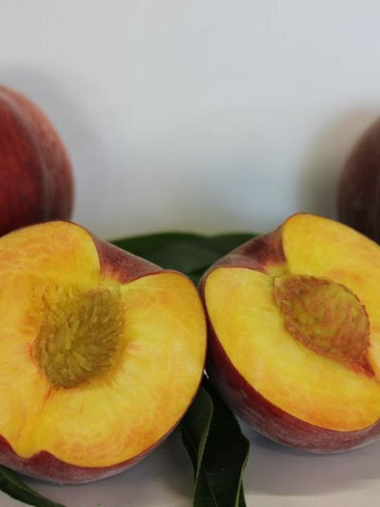 Дърво Праскова Royal Peach Дърво Праскова Royal Peach