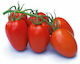 Syngenta Tomato Seeds 500 pcs