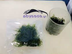 Taxiphyllum Barbieri Java Moss 125ml