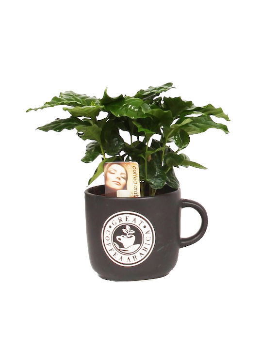 Καφεόδεντρο Coffea Arabica Σκούρο Weihnachtliche Becher Braun Weihnachtlich Becher Braun