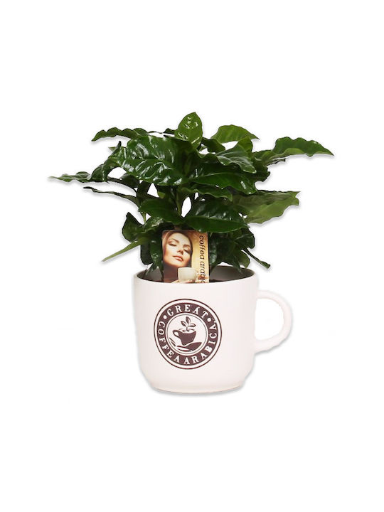 Καφεόδεντρο Coffea Arabica Weihnachtliche Becher Weiß Weihnachtlich Becher Weiß