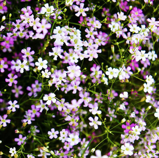 Семена Gypsophila Късен 0.5гр