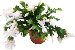 Patience White Potted Plant