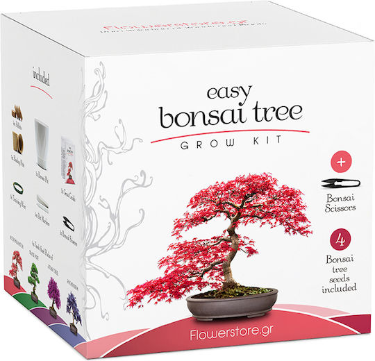 Bonsai Kit Geschenkset – Kultiviere Dein Eigenes Bonsai 4 Bäume Bonsai Kit Geschenkset – Kultiviere Dein Eigenes Bonsai 4 Bäume