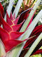 Heliconia Caribaea – 5 Samen für Pflanze