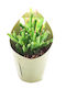 Crassula Ovata Gollum Succulent Shrek Ears 12cm