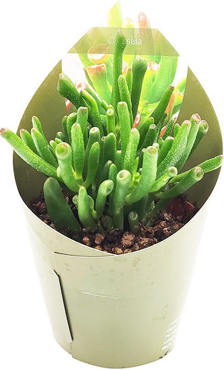 Crassula Ovata Gollum Сукулент „Уши На Шрек“ – 12см
