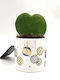 Christmas Jewel Hoya Kerri Λευκό Κασπώ16εκ