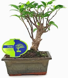 Authentic Ficus Baby Bonsai