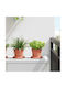 vidaXL Set 6 Ghivece Plastice Light Terracotta