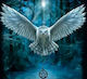 Norimpex 5d Diamond Mosaic Owl 40x30cm