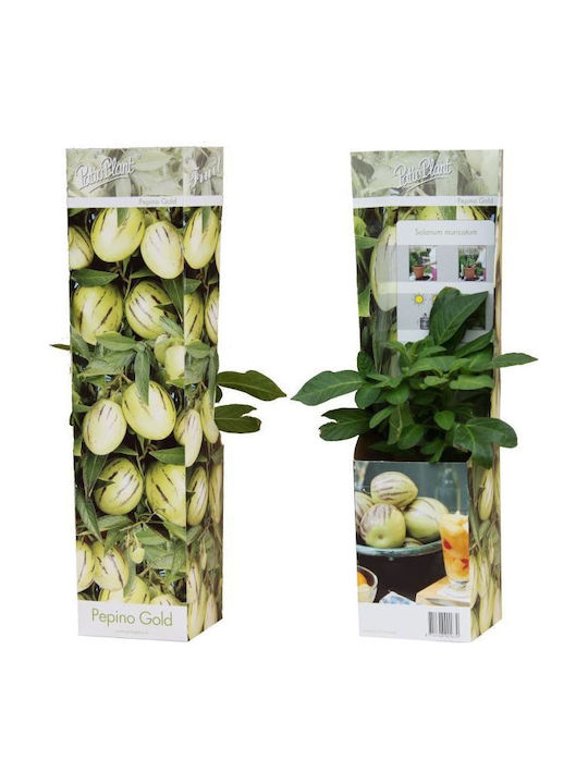 Πεπίνο Solanum Muricatum Pepino Gold Πεπίνο Solanum Muricatum Pepino Gold