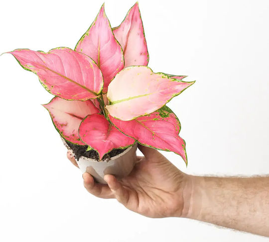 Aglaonema Pink Angel