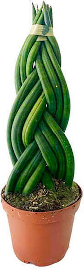 Σανσεβιέρια Sansevieria Cylindrica Twister