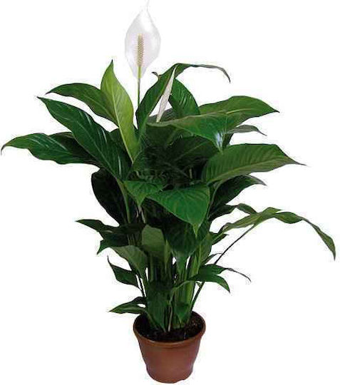 Oem Peace Lily Spathiphyllum Wallisii 3 Lt 40/60