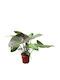 Philodendron 'summer Glory' 17cm