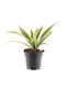 Dracaena 'lemon Lime' 12cm