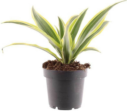 Dracaena Lemon Lime 12cm Dracaena Lemon Lime 12cm