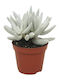 Senecio 'mont Blanc' 8.5cm