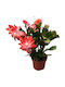 Υπομονή Schlumbergera Orange Premium 25+