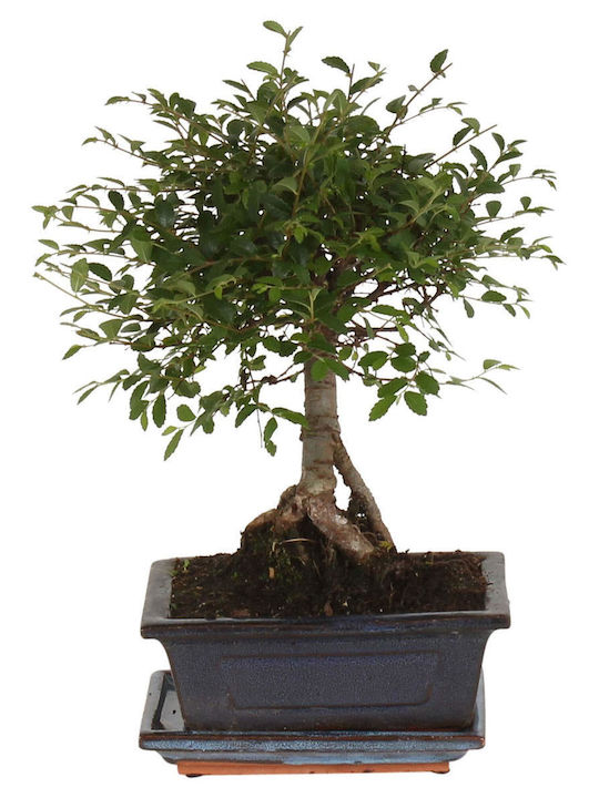 Bonsai Zelkova Bonsai Zelkova