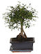 Μπονσάι Bonsai Zelkova