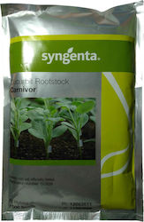 Syngenta Семена Диня