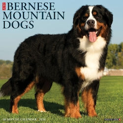Bernese Mountain Dogs 2026 Wall Calendar Willow Creek Press Wlcp