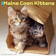 Maine Coon Kittens 2026 Wall Calendar Willow Creek Press Wlcp