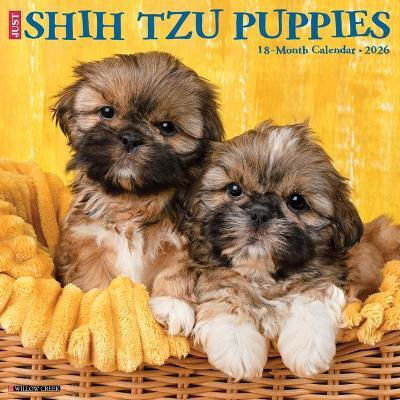 Shih Tzu Puppies 2026 Wall Calendar Willow Creek Press Wlcp
