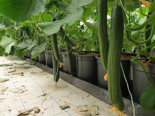 Seminis Σπόροι Αγγουριού Μακρύ 100τμχ