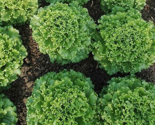 Agrotikos Oikos Spyrou Семена Маруля