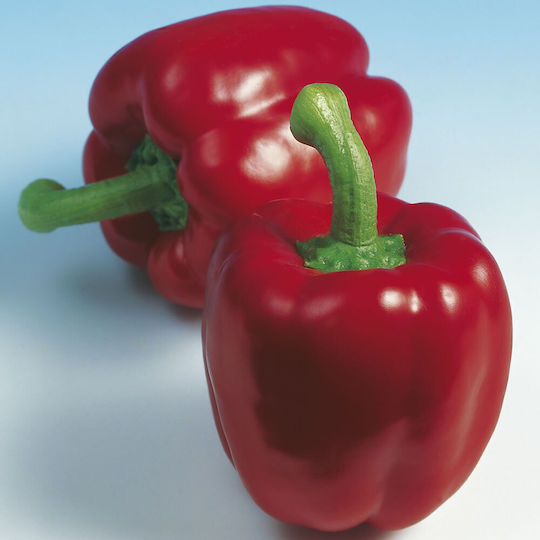 Pepper Ferrari F1 Packet 500 Seeds