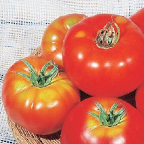 Ντομάτα Marmande Αναρριχώμενη 1 Γρ Σπόροι