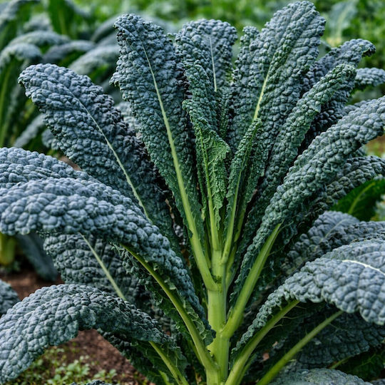 Kale Nero Di Toscana Semințe 2g