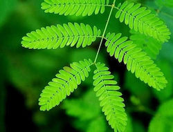 Mimosa Mimosa Pudica 0.5gr Semințe Plantă Care Se Mișcă Nu Mă Atinge