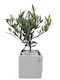 Olive Bonsai White Planter