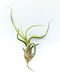 Airplant Tillandsia Bulbosa Xl