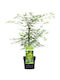 Acer Palmatum “emerald Lace”