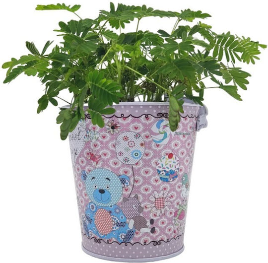 Cultivați Propriul Kit De Mimosa – Ideal Pentru Copii