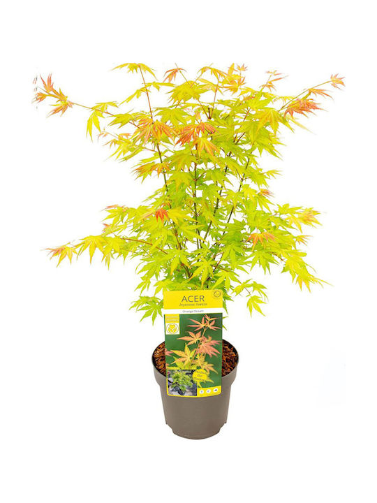 Acer Palmatum ”orange Dream” Acer Palmatum ”orange Dream”
