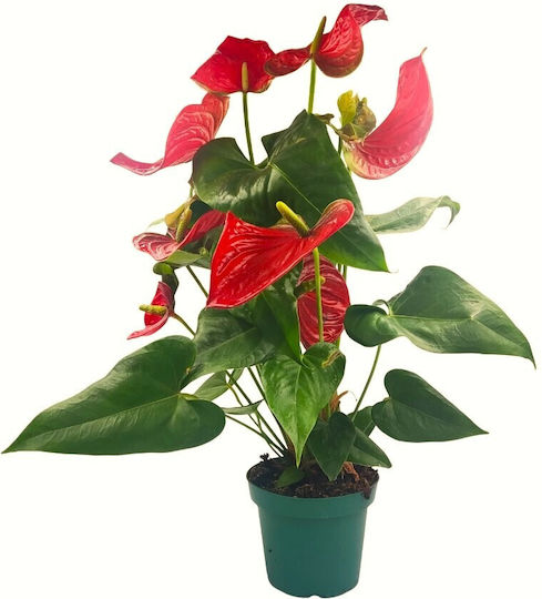 Хвощ (Anthurium) – 1 Растение 50-60см