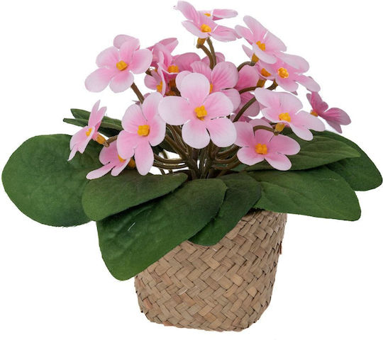 Daisy in a Pot Pink Iliadis Daisy in a Pot Pink Iliadis