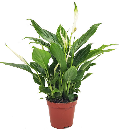Spathiphyllum – 1 Plant 35-40cm Spathiphyllum – 1 Plant 35-40cm