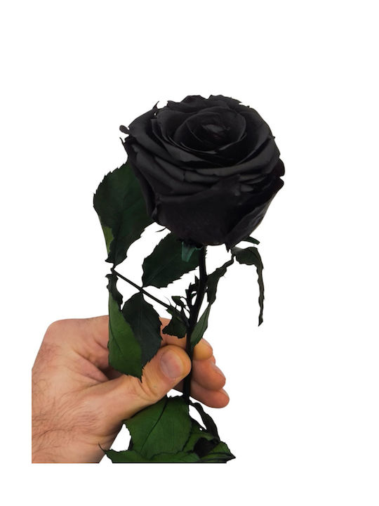All Saints Black Rose 50cm Transparent Box 55 Cm X 6cm Milva Flowers